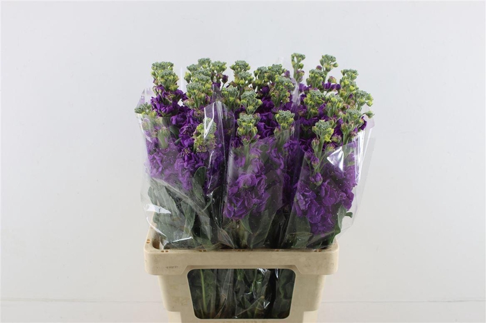 <h4>Matth Iron Purple</h4>