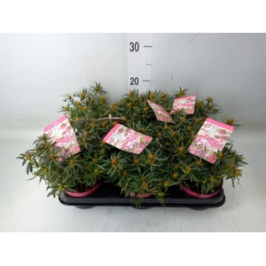 Rhododendron sim. 'Star Style Pink'