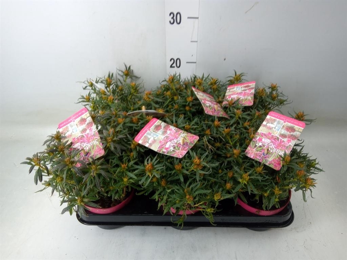 <h4>Rhododendron sim. 'Star Style Pink'</h4>