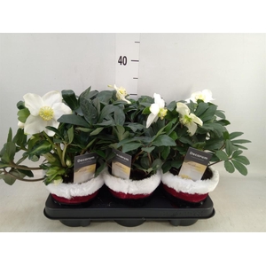 Helleborus niger 'Christmas Carol'