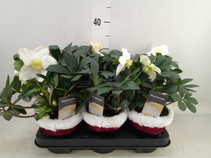 <h4>Helleborus niger 'Christmas Carol'</h4>