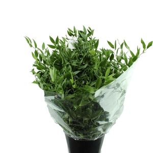 Ruscus aculeatus   .../bos