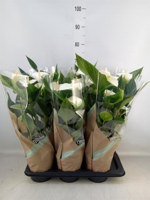 <h4>Anthurium andr. 'Snow Love'</h4>