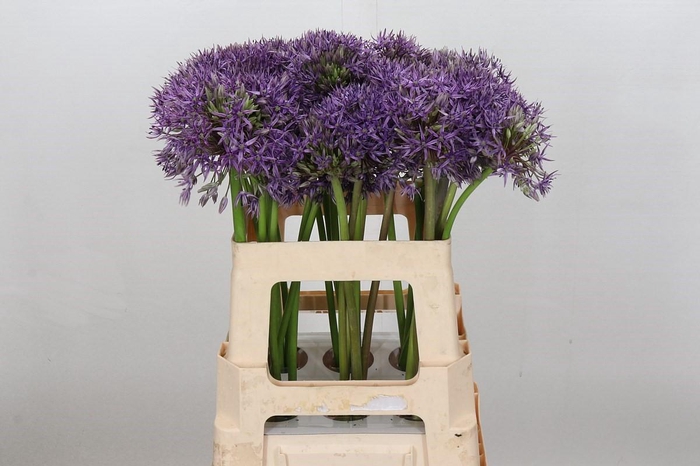 <h4>Allium Jackpot</h4>