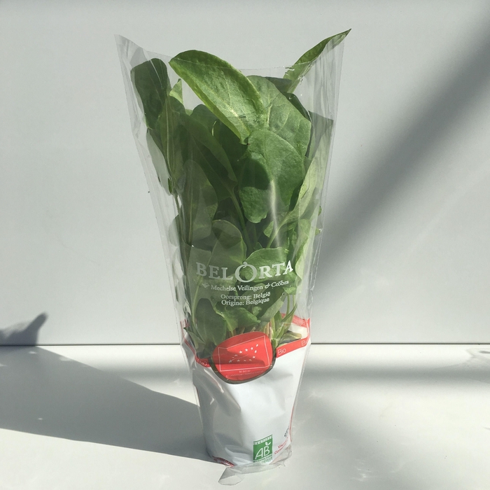 <h4>Zuring Groen P9</h4>