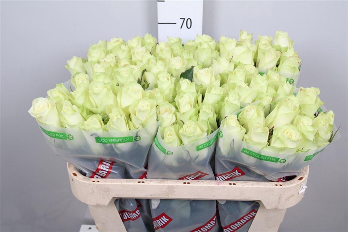 <h4>R Gr Athena</h4>