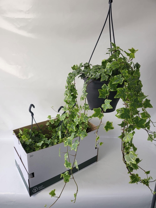 <h4>HED HE MINT KOLIBRI</h4>