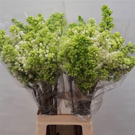 <h4>Syr V Mme Fl Stepman</h4>