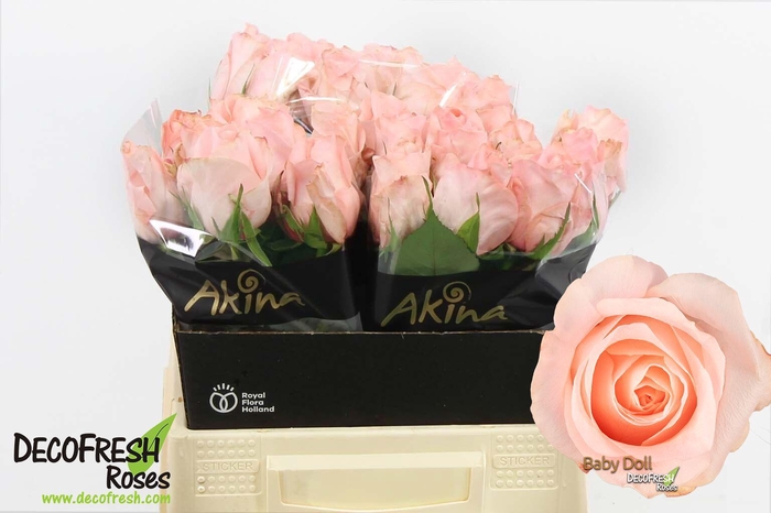 <h4>R Gr Babydoll</h4>