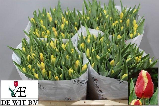 <h4>TU EN DENMARK</h4>