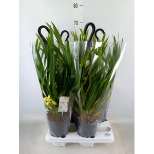 Cymbidium  'Ice Cascade'