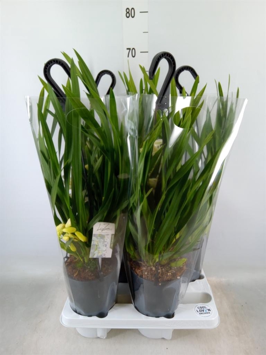 <h4>Cymbidium  'Ice Cascade'</h4>