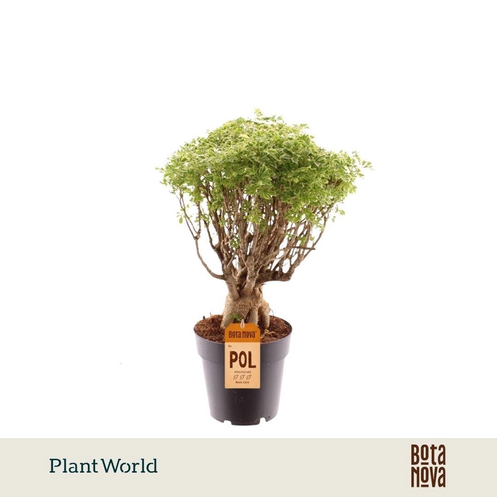 <h4>Polyscias Hawaiiana Ming Gold Bonsai</h4>