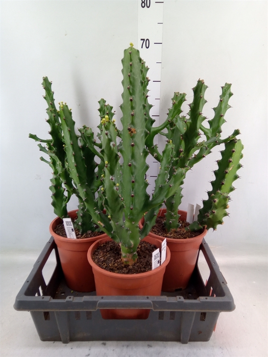 <h4>Euphorbia   ...</h4>