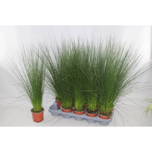JUNCUS PENC GRASS