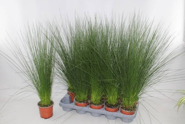 <h4>JUNCUS PENC GRASS</h4>