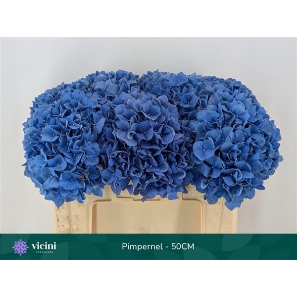 <h4>Hydr Pimpernel 50 cm Vicini</h4>