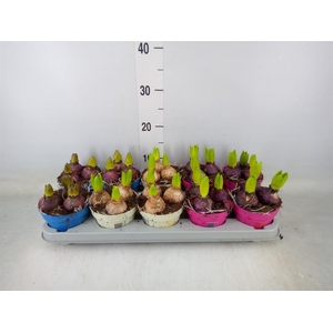 Hyacinthus orie.   ...mix 3