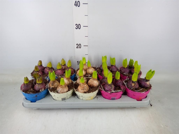 <h4>Hyacinthus orie.   ...mix 3</h4>