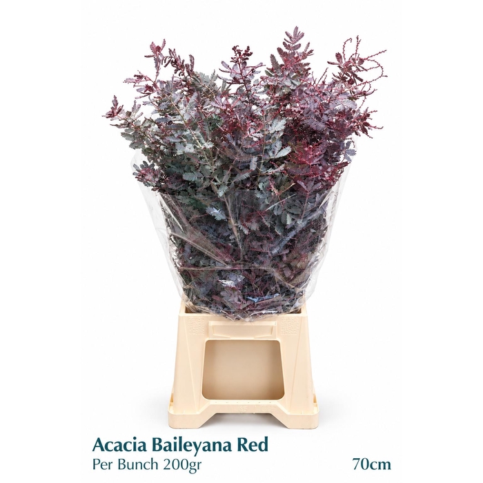 <h4>Acacia Baileya Bl Bs</h4>