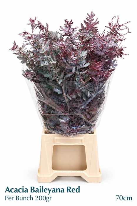 <h4>ACACIA BAILEYA BL BS</h4>