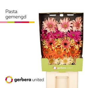 Gerbera Pasta Mix Diamond