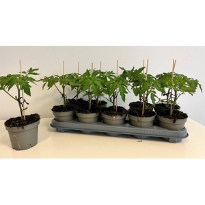 TOMATENPLANTEN