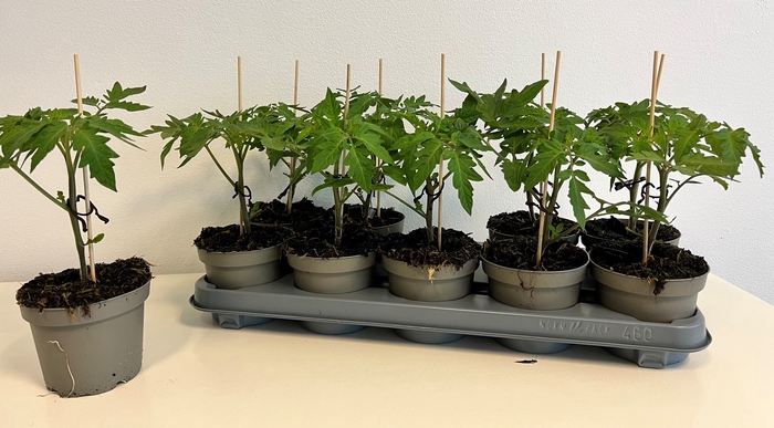 <h4>TOMATENPLANTEN</h4>