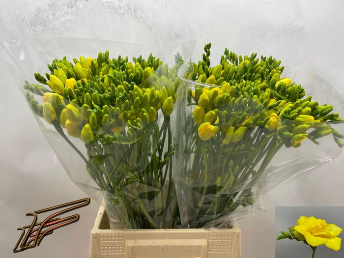 <h4>FR DU BOULEVARD</h4>