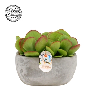 Kalanchoe Thyrsiflora 25cm Summer Collection