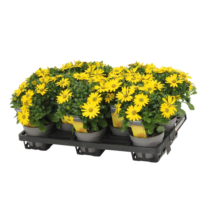 <h4>Osteospermum Pure Yellow Decorum</h4>