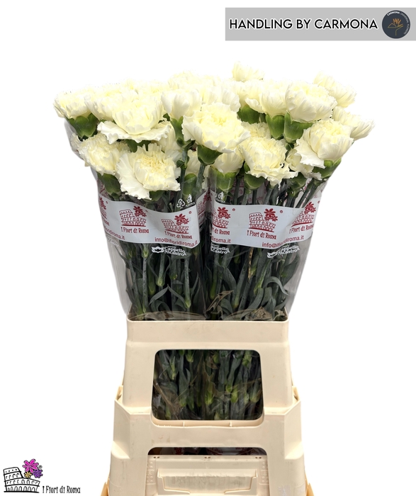 <h4>DI ST DILETTA CREMA</h4>