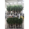 Yucca 3pp Toef Caroussel