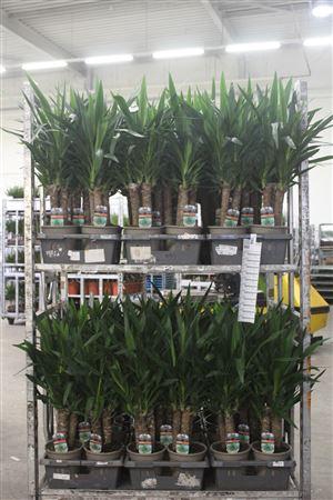 Yucca 3pp Toef Caroussel