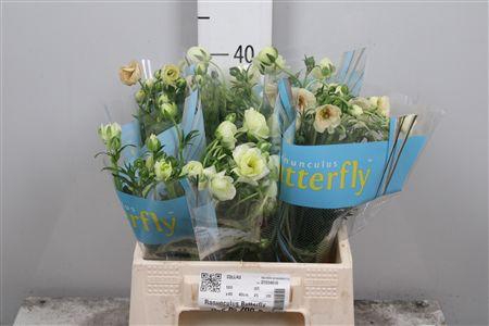 <h4>Ran Butterfly Ninos</h4>