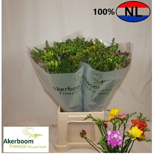 Fr En Mix Akerboom