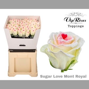 R GR SUGAR LOVE MONT ROYAL