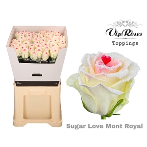 R GR SUGAR LOVE MONT ROYAL x50