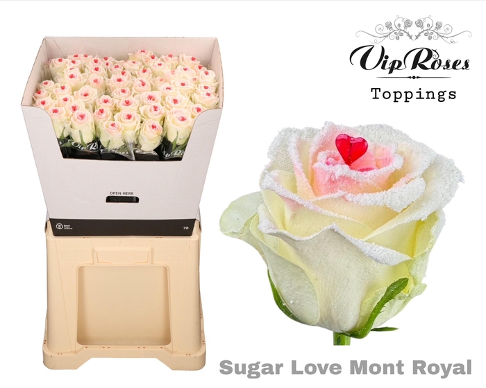 <h4>R GR SUGAR LOVE MONT ROYAL</h4>