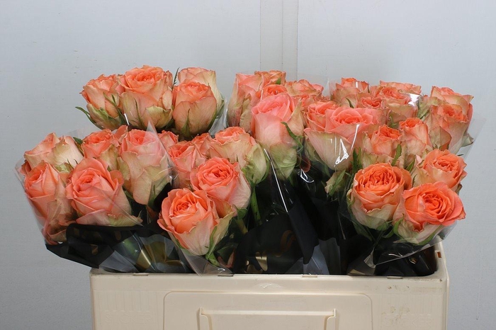 <h4>R Gr Barbarella</h4>