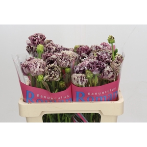 Ranunculus Brushmark Galthie