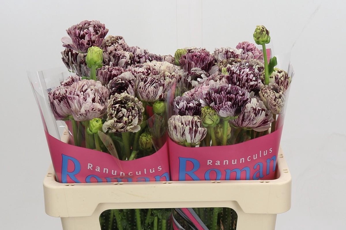 <h4>Ranunculus Brushmark Galthie</h4>