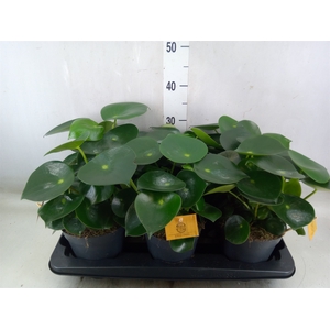Peperomia polybotrya 'Raindrop'