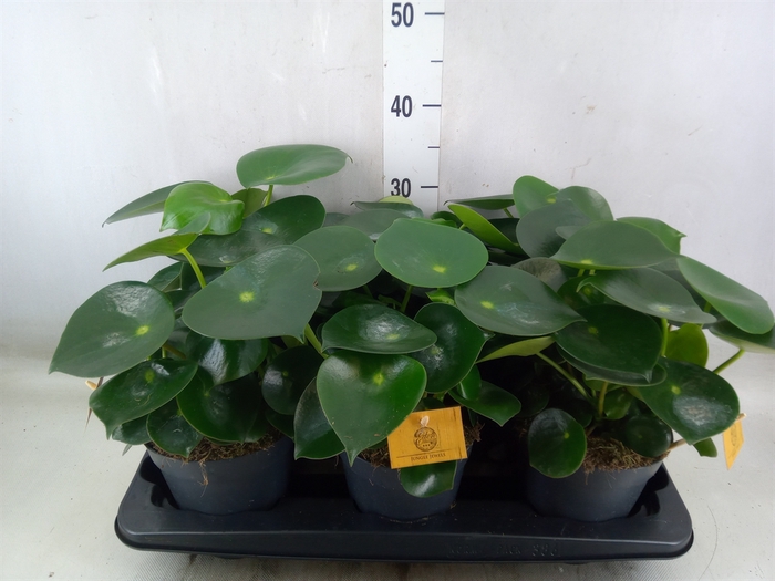 <h4>Peperomia polybotrya 'Raindrop'</h4>