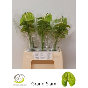 ANTH A GRAND SLAM 30 Water