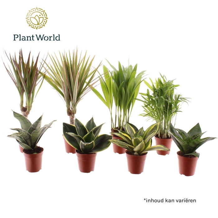 kamerplanten