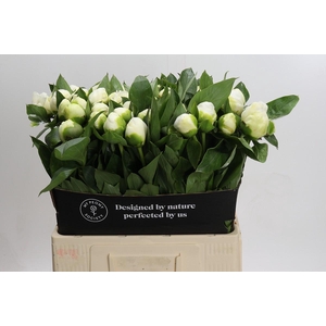 Paeonia Lact. Bridal  Shower