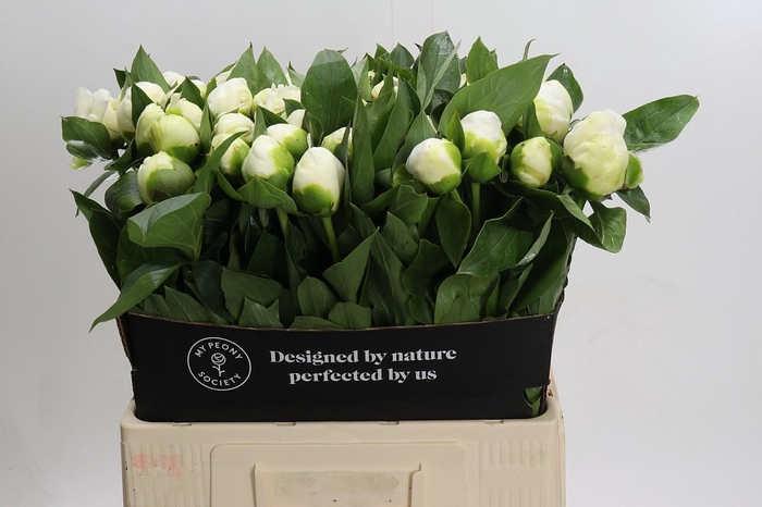 <h4>Paeonia Lact. Bridal Shower</h4>