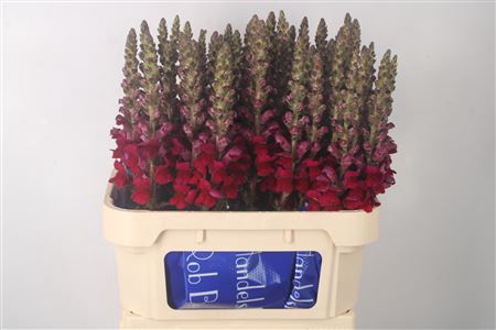 <h4>Antirrhinum Nl. Red Antibes</h4>