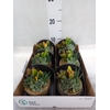 Arr.  Succulents L%